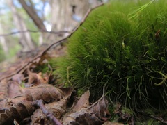Dicranoloma robustum