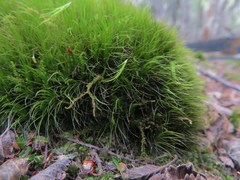 Dicranoloma robustum