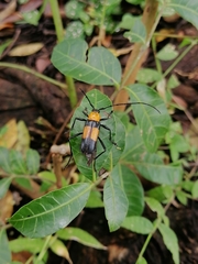 Gambria bicolor
