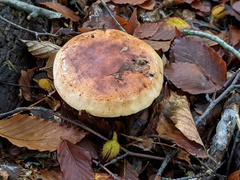 Tricholoma pessundatum