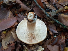 Tricholoma pessundatum