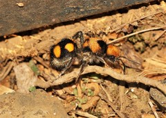 Dasymutilla munifica