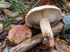 Tricholoma pessundatum