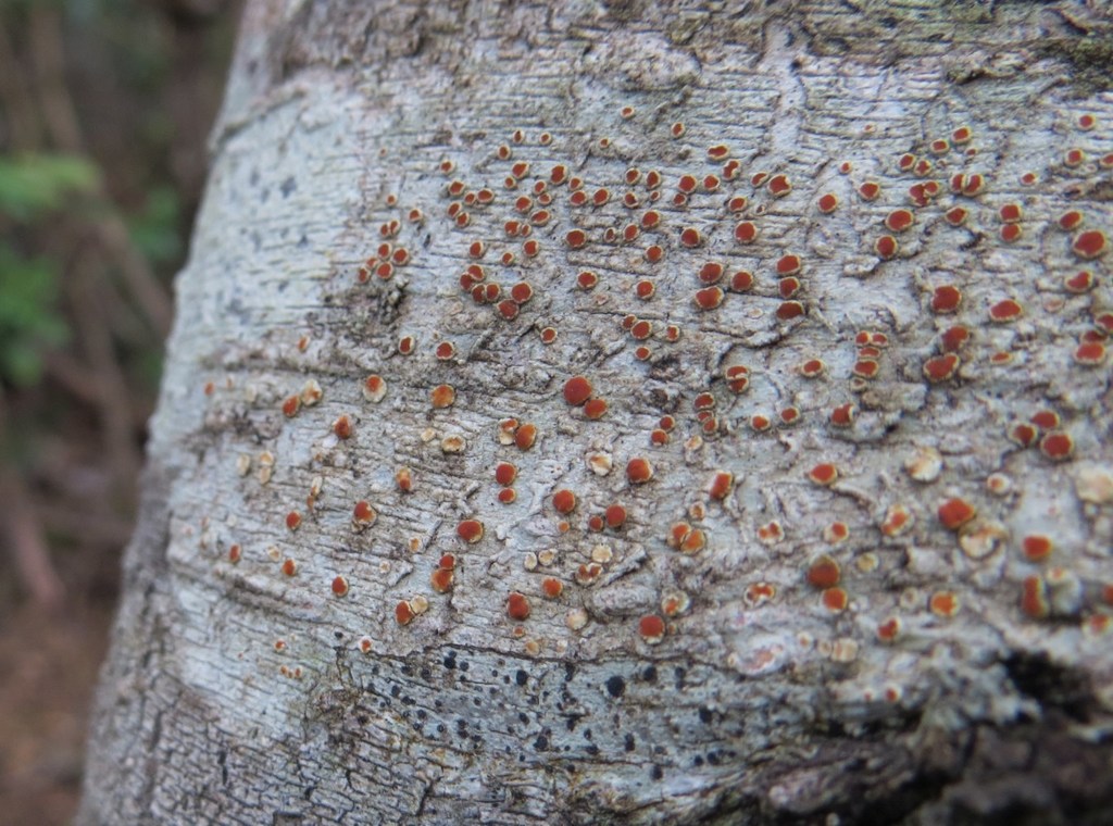 Haematomma nothofagi
