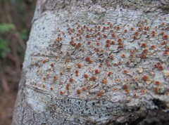 Haematomma nothofagi