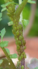 Lipaphis pseudobrassicae