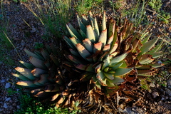 Aloe claviflora