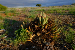 Aloe claviflora