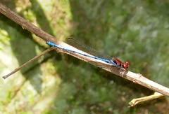 Argia cupraurea