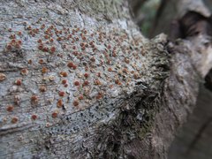 Haematomma nothofagi