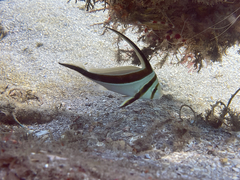 Eques lanceolatus
