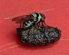 Anthomyia medialis