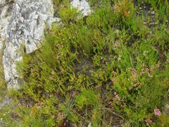 Erica lateralis