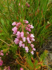 Erica lateralis
