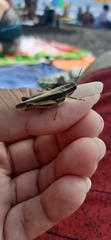 Dichroplus elongatus