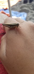 Dichroplus elongatus