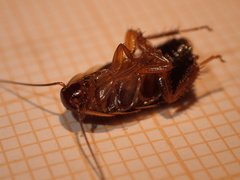 Loboptera canariensis