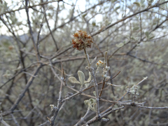 Buddleja marrubiifolia