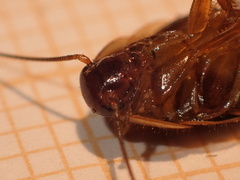 Loboptera canariensis