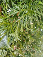 Thuja occidentalis