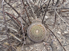 Mammillaria grusonii