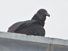 Coragyps atratus