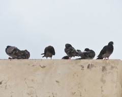 Columba livia domestica