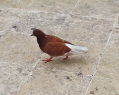 Columba livia domestica