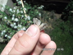 Dichagyris signifera