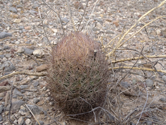 Echinomastus durangensis