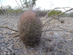 Echinomastus durangensis