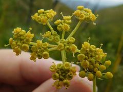 Notobubon ferulaceum