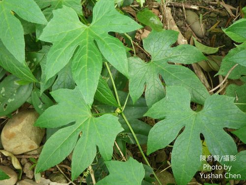 Native Bryony