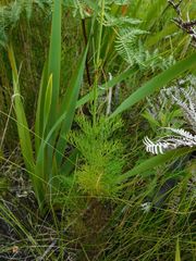 Notobubon ferulaceum