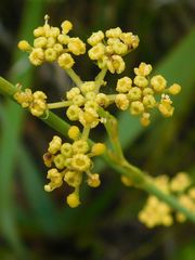 Notobubon ferulaceum