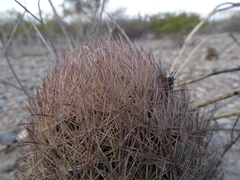 Echinomastus durangensis