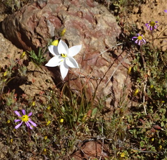 Cyanella alba alba
