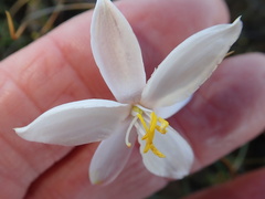 Cyanella alba alba