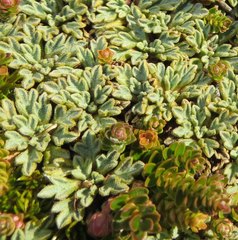 Bolax gummifera