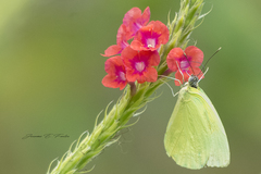 Aphrissa statira statira