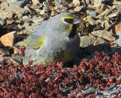 Melanodera xanthogramma