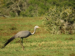 Blue Crane photo 4