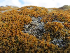 Bolax gummifera