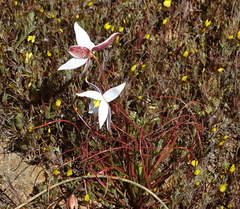 Cyanella alba alba