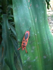 Macrocheraia grandis