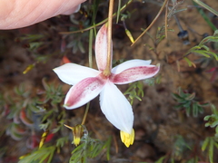 Cyanella alba alba