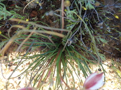 Cyanella alba alba