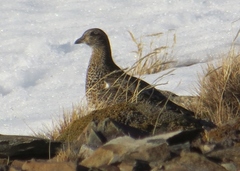 Attagis malouinus
