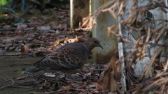 Streptopelia orientalis