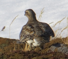 Attagis malouinus